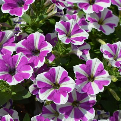 Annuals...